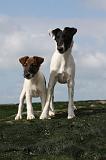 FOX TERRIER POIL LISSE 206